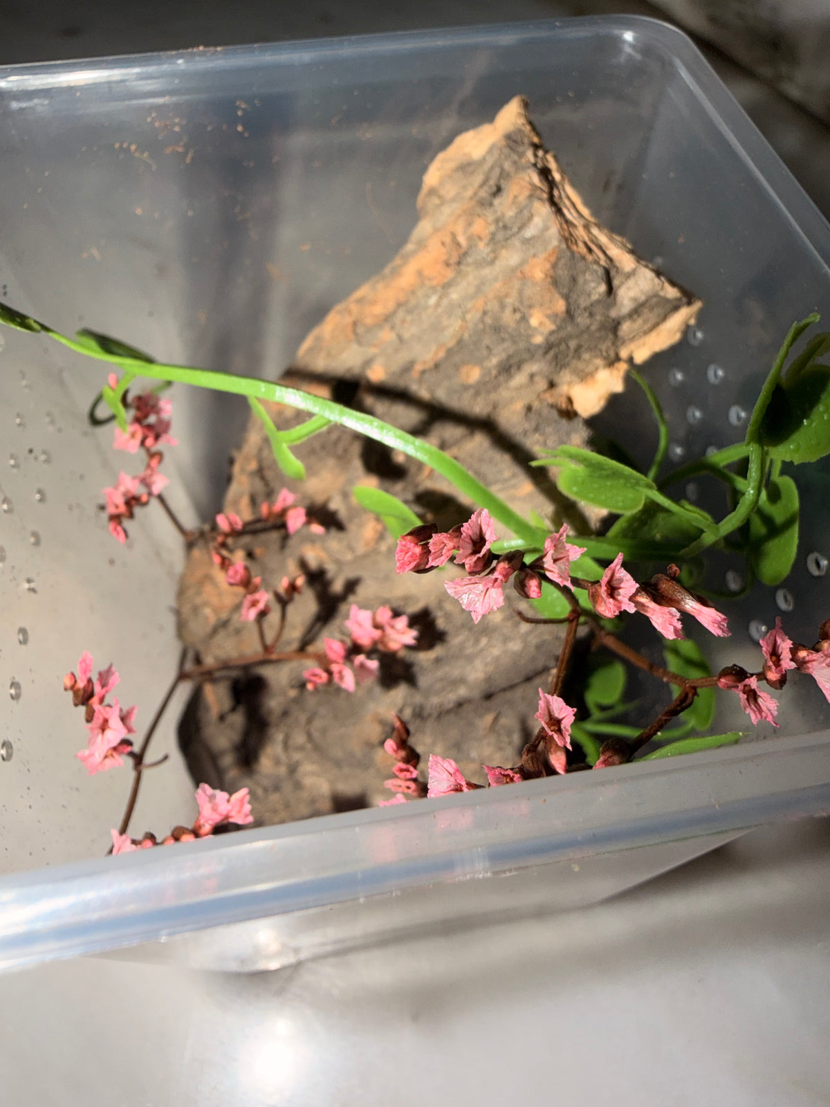 Jumping Spider Spiderling Setup