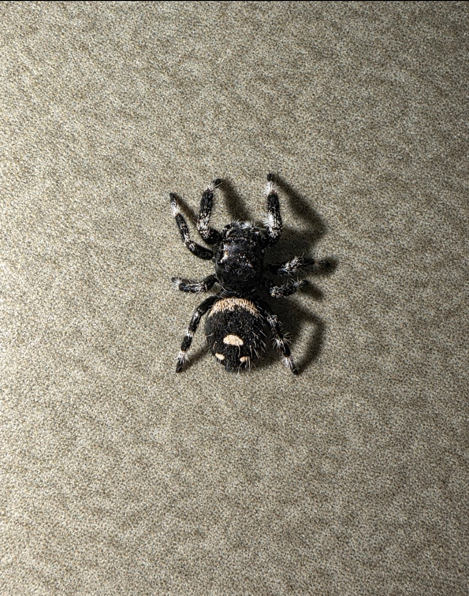 Regal Jumping Spider - Male i6-i7 (Phidippus regius ‘Blue Mountain’)