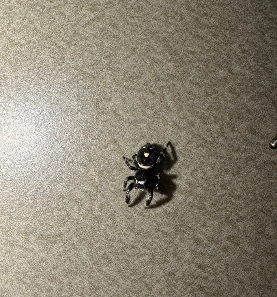 Regal Jumping Spider - Unsexed i5-i6 (Phidippus regius ‘Apalachicola’)