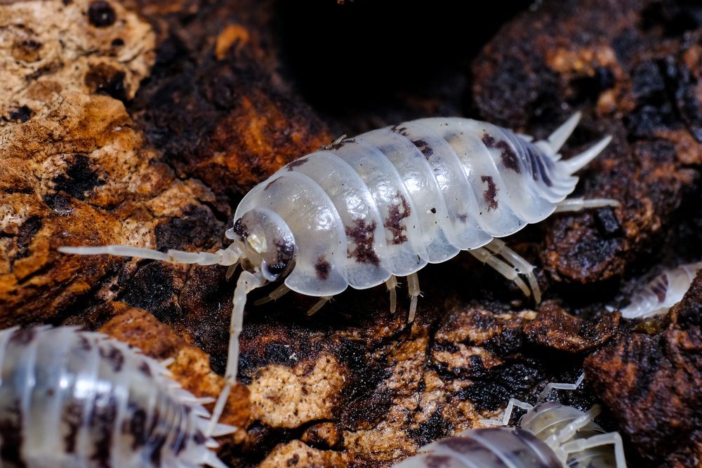 Dairy Cow x10 - Porcellio laevis