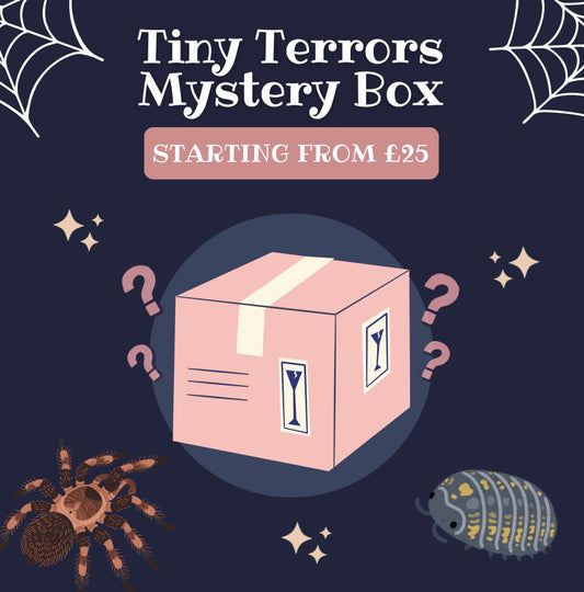 £75 Spiderling Mystery Box!