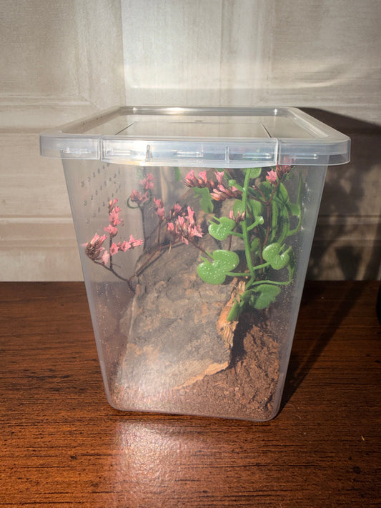 Jumping Spider Spiderling Setup