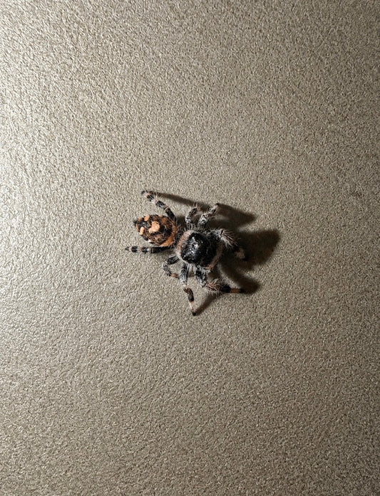 Regal Jumping Spider - Juvenile Male (Phidippus regius ‘Soroa’)