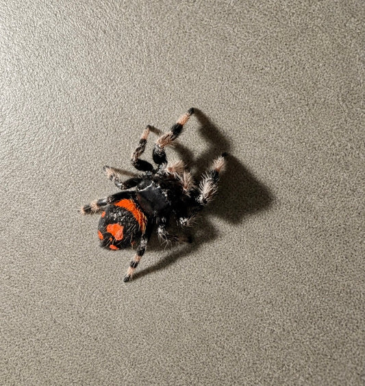 Regal Jumping Spider - Juvenile Female (Phidippus regius ‘Soroa’)