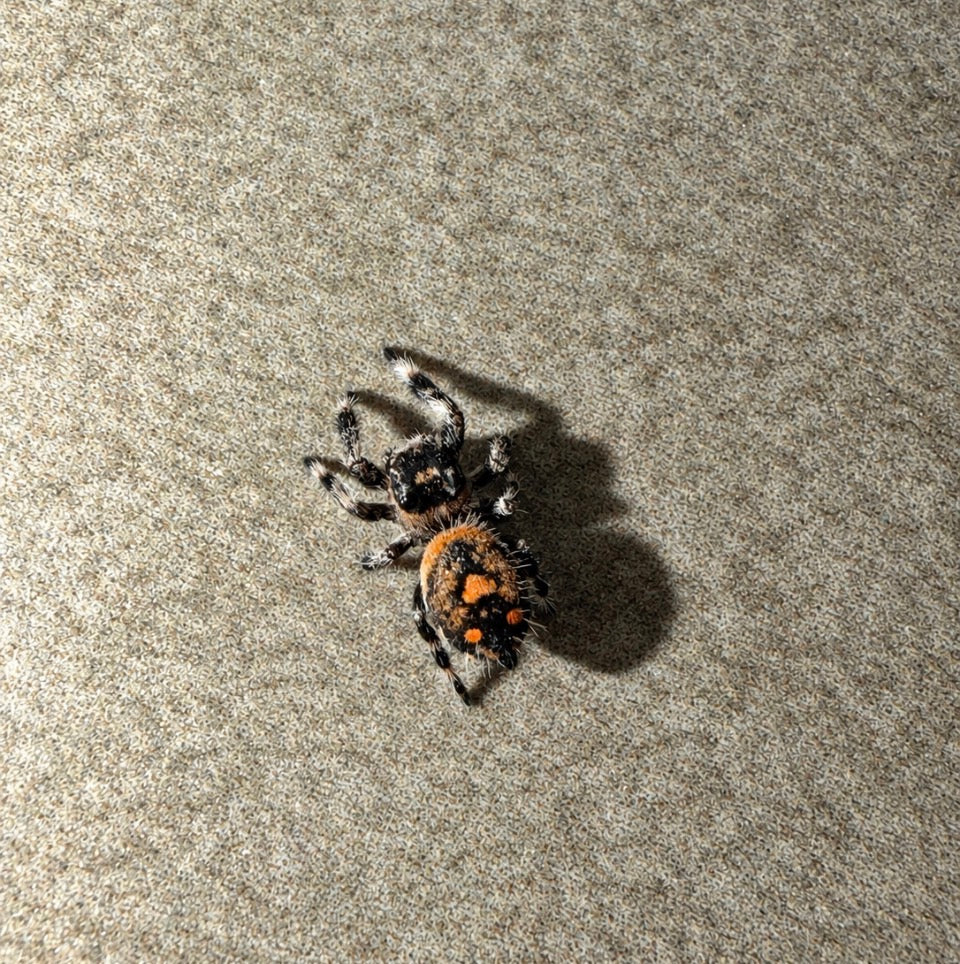 Regal Jumping Spider - Female i6-i7 (Phidippus regius ‘Blue Mountain’)
