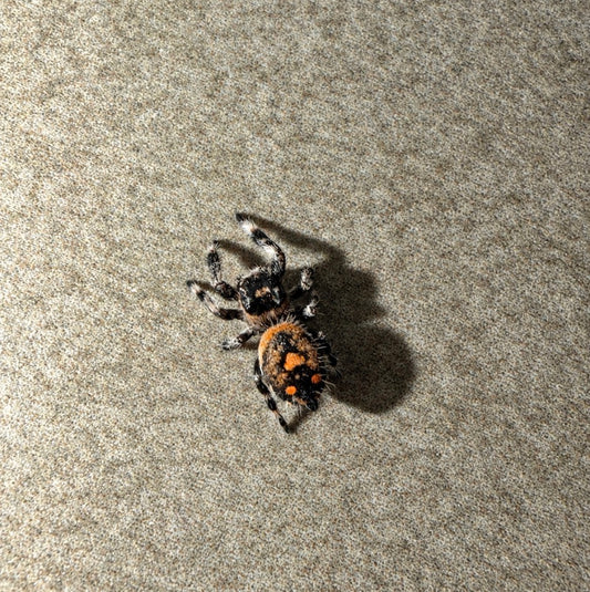 Regal Jumping Spider - Female i6-i7 (Phidippus regius ‘Blue Mountain’)